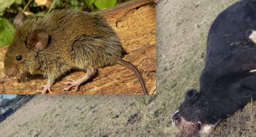 As&iacute; descubrieron al &ldquo;chupacabras&rdquo;: la investigaci&oacute;n cient&iacute;fica que revel&oacute; el misterio de los animales mutilados