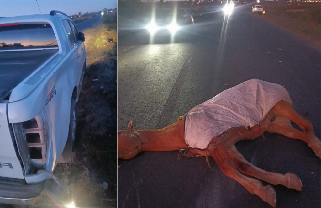 Una camioneta de Urdinarrain chocó contra un caballo en el acceso a Gualeguaychú