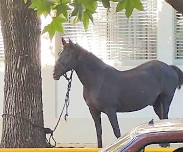Un vecino dejó un caballo atado frente al Municipio de Urdinarrain
